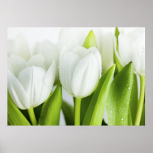 Poster White Tulips