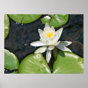 Poster White Water Lily