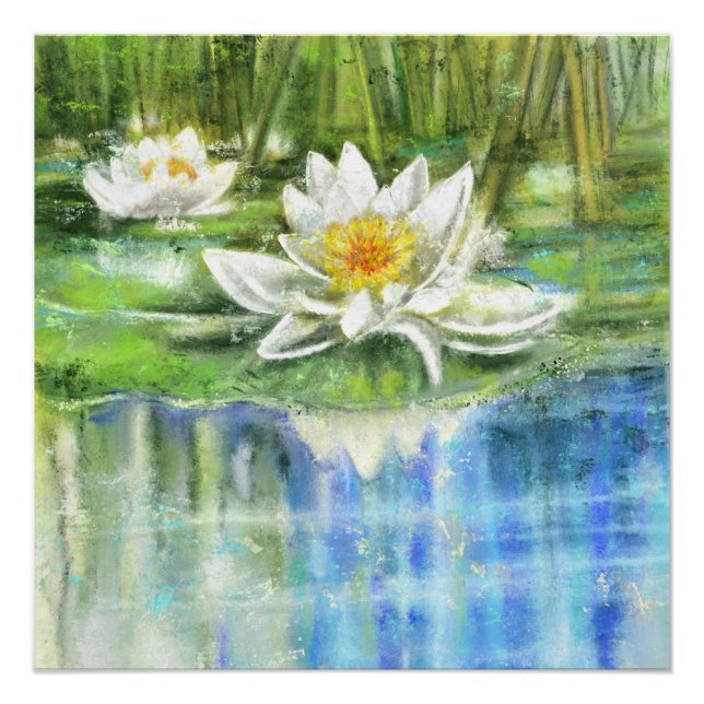 Poster White Water Lily Nymphaea Alba (Devant)