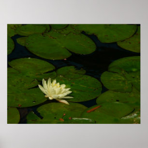Poster White Waterlily I Peaceful