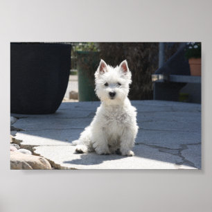 Poster White West Highland Terrier Sitting on Sidewalk