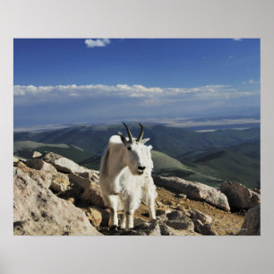 Poster White Wool Rocky Mountain Chèvre se dresse au somm
