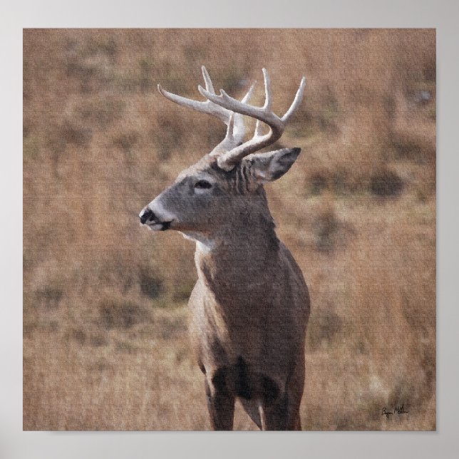 Poster Whitetail Deer (Devant)