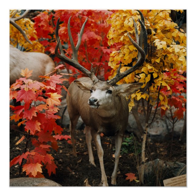 Poster Whitetail En Automne (Devant)