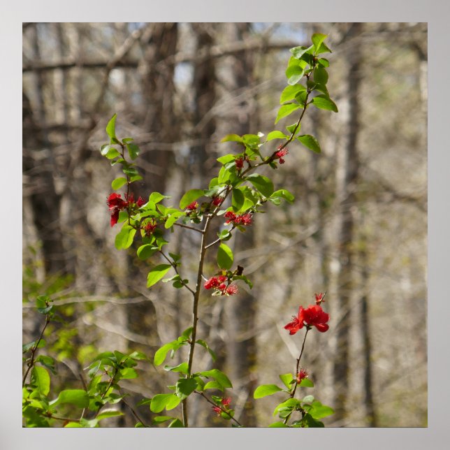 Poster Wild Azalea Bush at Smoky Mountains (Devant)