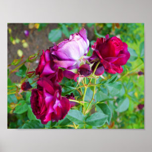 Poster Wild Blue Yonder s'est levé l'affiche #1