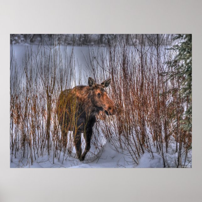 Poster Wild Canadian Moose (Devant)