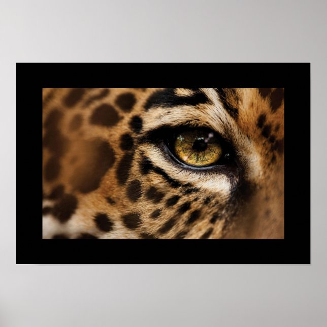 Poster-Wild Cat Poster (Front)