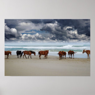 Poster Wild Horses Outer Banks Corolla NC