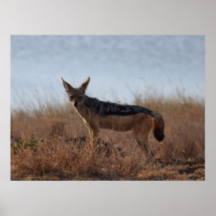 Poster Wild Jackal