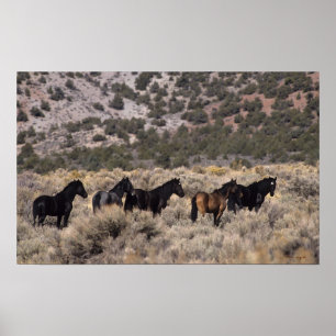 Poster Wild Mustang Horses in the Desert 2