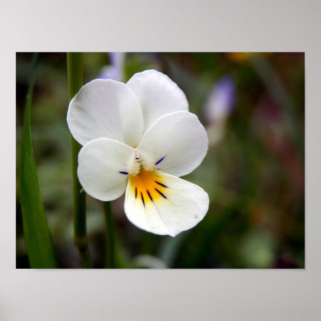 Poster Wild Pansy (Devant)