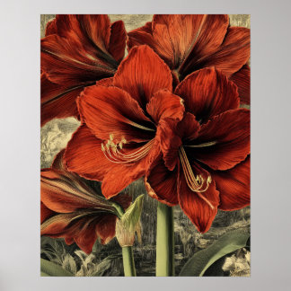 Poster wild red amaryllis flowers