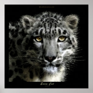 Poster WILD SNOW LEOPARD Art Imprimer