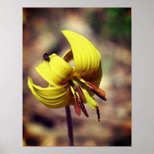 Poster Wild Trout Lily Flower And Insect Friend 