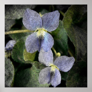 Poster Wild Violets