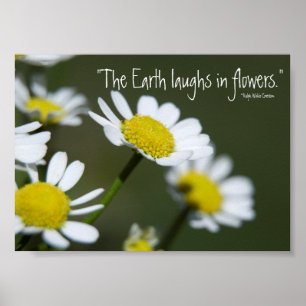 Poster Wild White Daisies