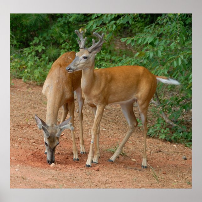 Poster Wild Young Bucks (Devant)