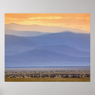 Poster Wildebeest pendant la migration, Connochetes