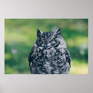 POSTER WILL OWL DANS LA FORÊT FRANÇAISE