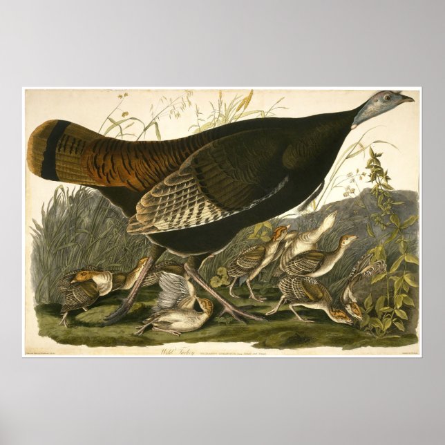 Poster William Lizars Wild Turkey (Devant)