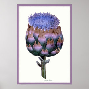 Poster William Woodville Series ~ Scotch Thistle