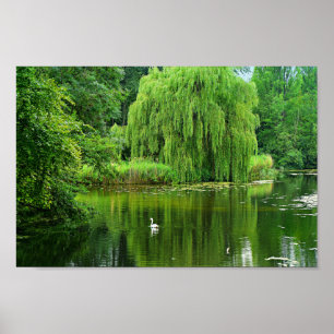 Poster Willow de Weeping