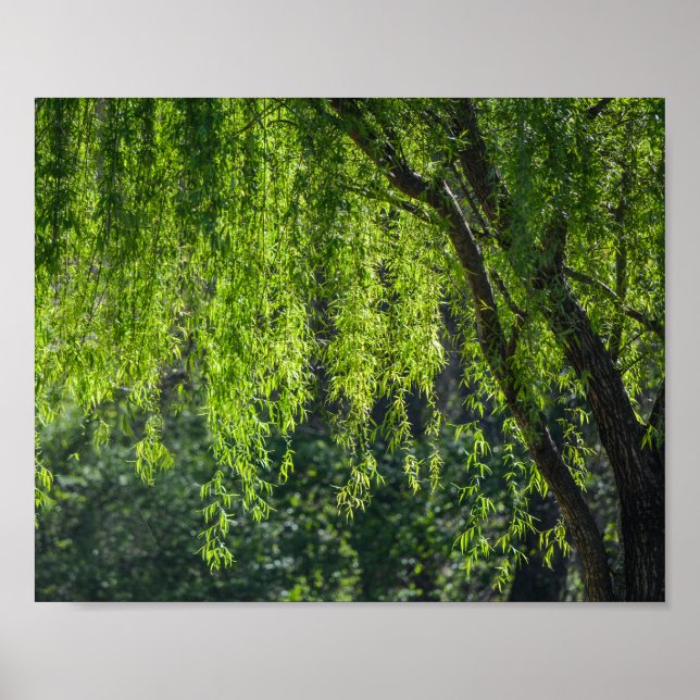 Poster Willow Tree Green Nature (Devant)