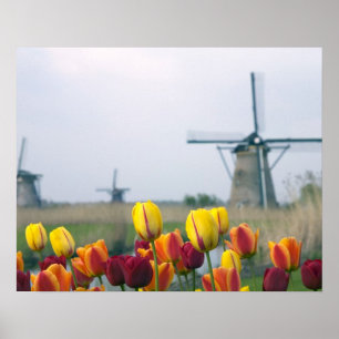 Poster Windmills et tulipes le long du canal à