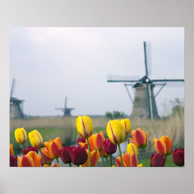 Poster Windmills et tulipes le long du canal à (Devant)