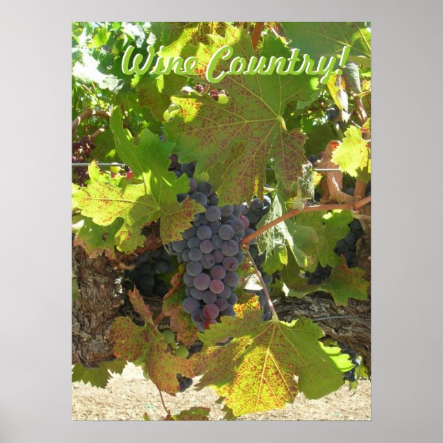 Poster - Wine Country (Front)