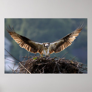 Poster Wingspan
