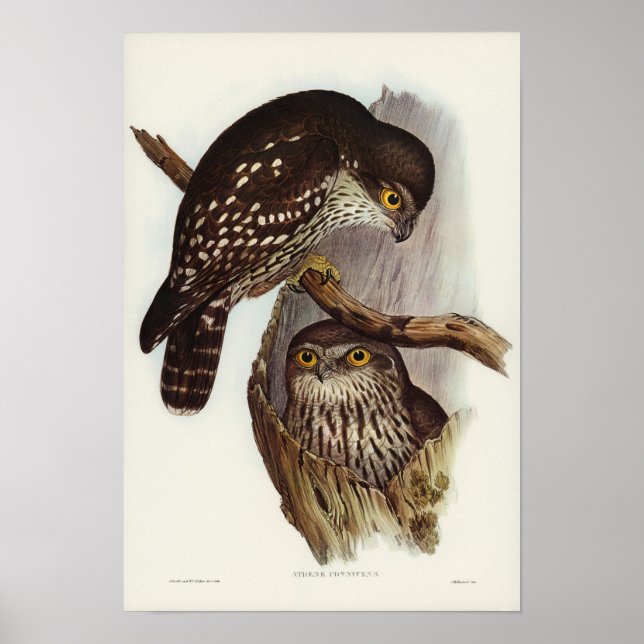 Poster Winking Owl par Elizabeth Gould (Devant)