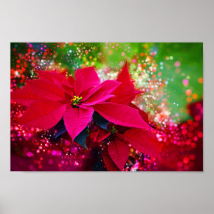 Poster Winter rose, poinsettia / Noël Star