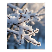 Winter Snow Frosty Tree Branch Sunlight