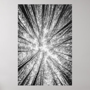 Poster Winter trees silhouette #1