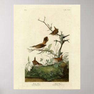 Poster Winter Wren, Rock Wren, Audubon's Birds of America