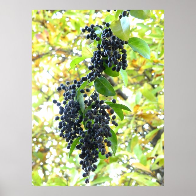 Poster Wintering Berries (Devant)