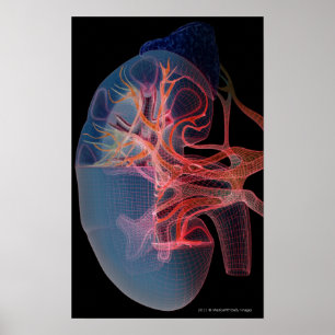 Poster Wireframe of the inside of a kidney