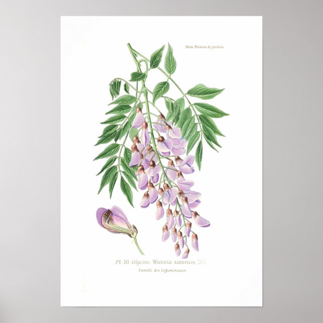 Poster Wisteria (Devant)