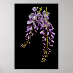 Poster Wisteria