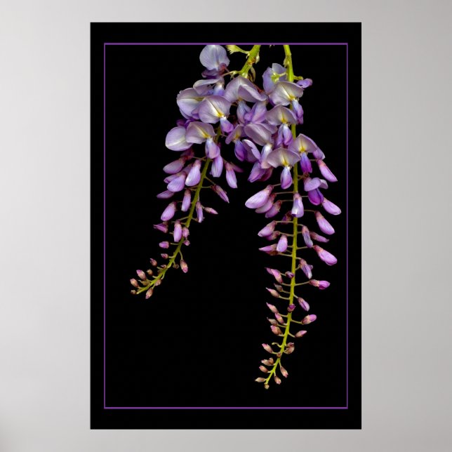 Poster Wisteria (Devant)