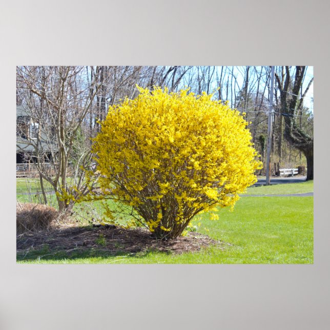 Poster Wisteria Bush jaune (Devant)