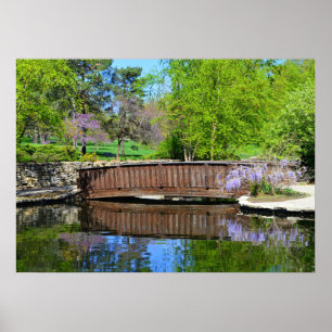 Poster Wisteria En Fleur Au Pont Loose Park