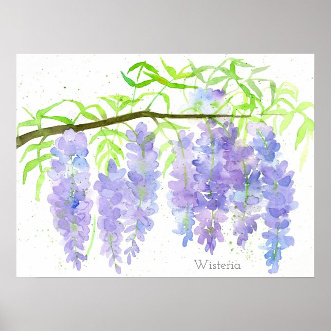 Poster Wisteria Fleur Arbre Branche Aquarelle Botanique (Devant)