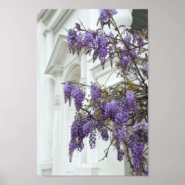 Poster Wisteria, Old Church, Charleston, Caroline du Sud (Devant)