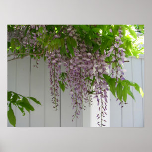 Poster Wisteria rose ~ imprimer