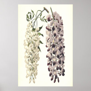 Poster Wisteria Sinensis Art Botanique Isolé Sur Blanc