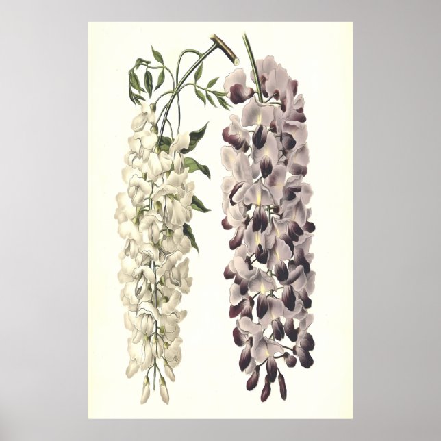 Poster Wisteria Sinensis Art Botanique Isolé Sur Blanc (Devant)