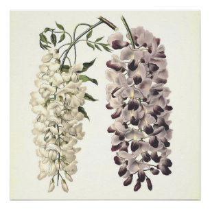 Poster Wisteria Sinensis Art Botanique Isolé Sur Blanc